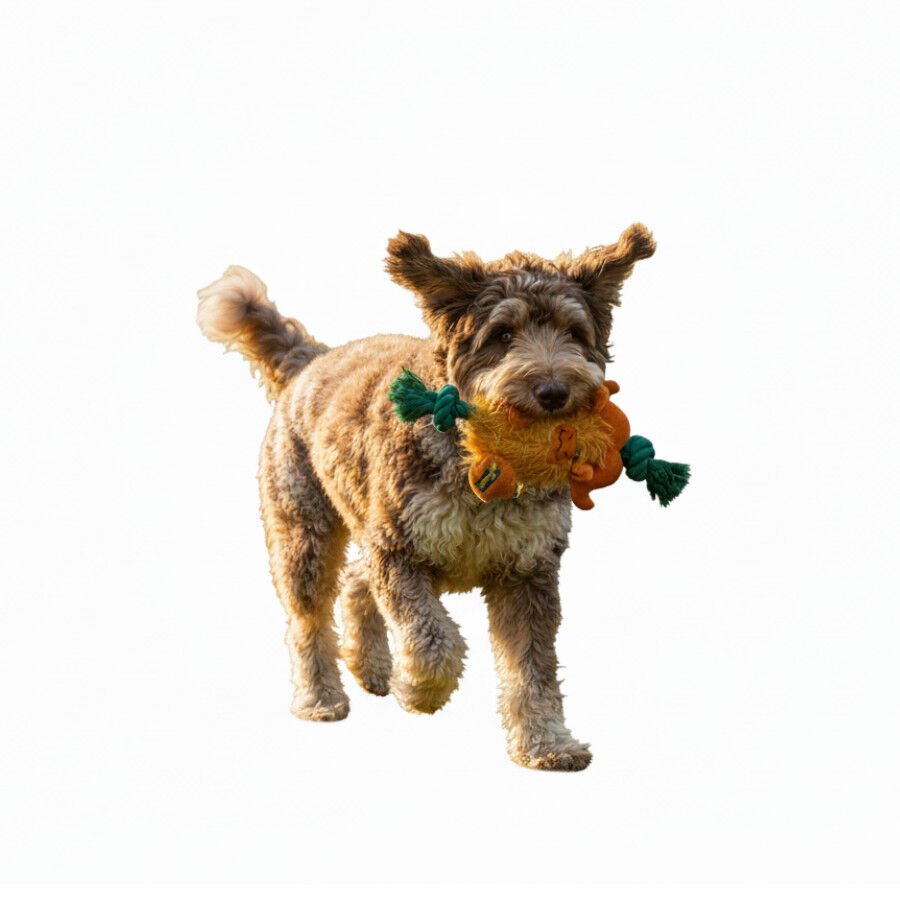 All For Paws Safari Big Foot Buffalo con Cuerda Juguete para perros 