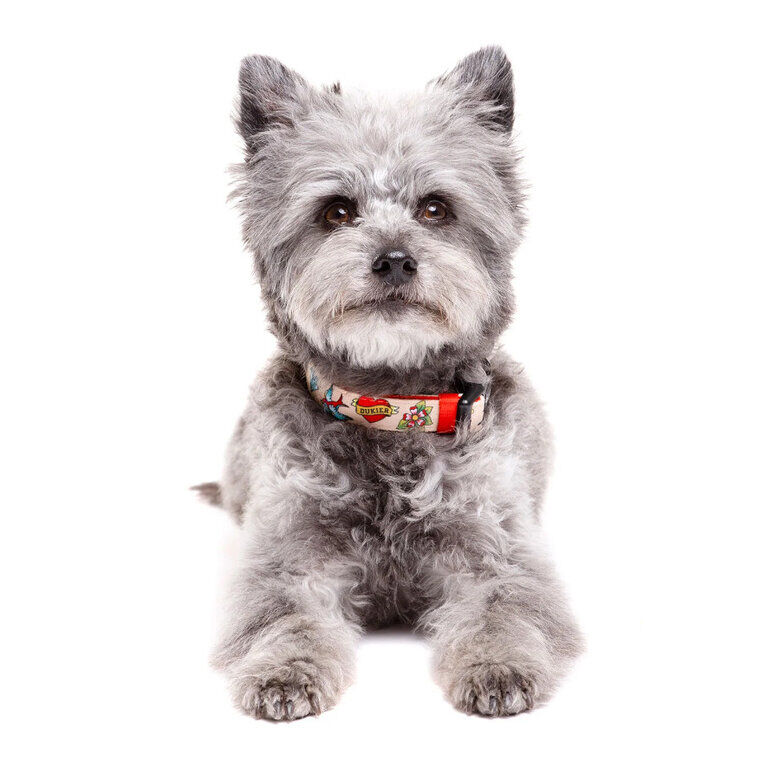 Dukier Collar Estampado Tattoo para perros1 indicador imagen numero 2