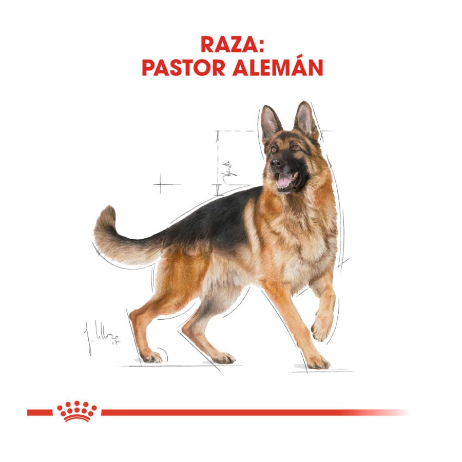 11 kg Royal Canin Adult Pastor Alem&aacute;n pienso para perros, , large indicador imagen numero 4