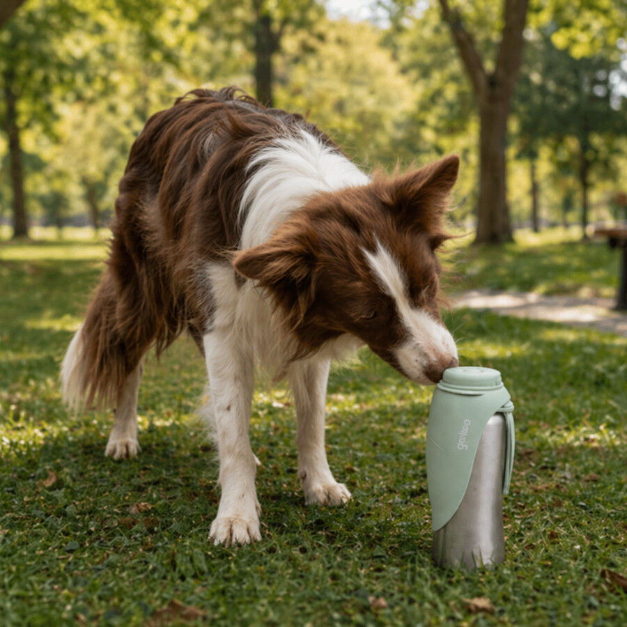 Gotoo Botella Bebedero Port&aacute;til de Acero Inoxidable Verde para perros, , large indicador imagen numero 1