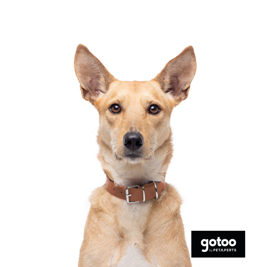 Gotoo Collar Biothane marr&oacute;n para perros, , large indicador imagen numero 1