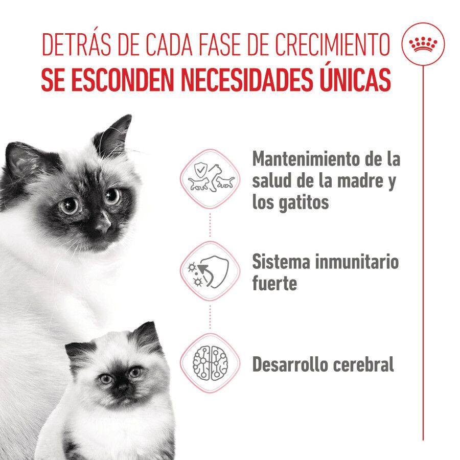 4 kg Royal Canin Mother & Babycat pienso para gatos, , large Imagen numero 3