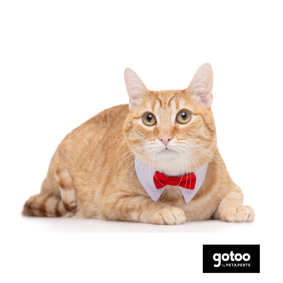 Gotoo Pajarita roja para gatos, , large indicador imagen numero 3