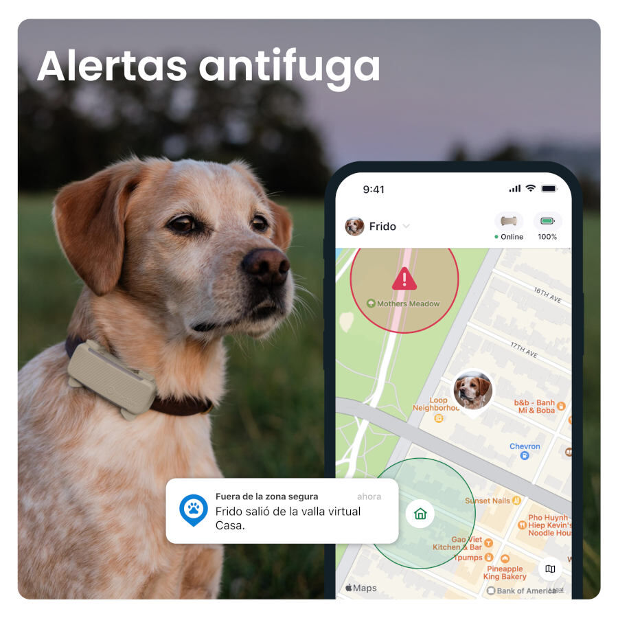 Tractive GPS Dog 6 Marr&oacute;n Rastreador para perros, , large Imagen numero 10