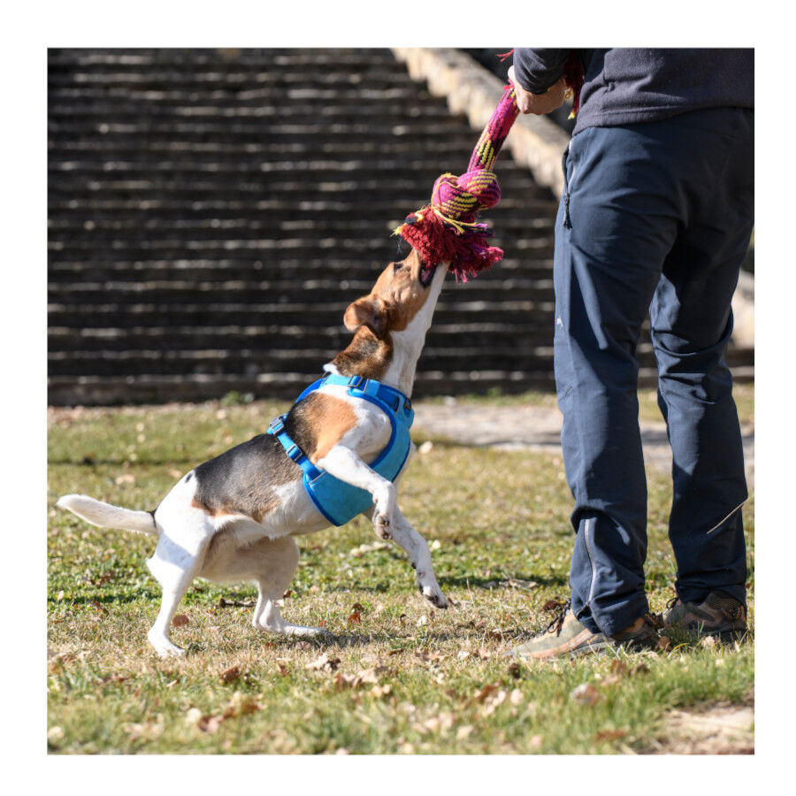 Freedog Cool Pro Tech Arn&eacute;s Refrescante Azul para perros, , large indicador imagen numero 7