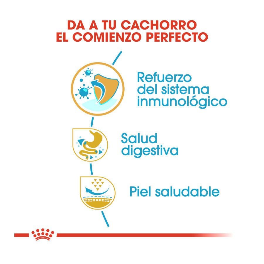 10 kg Royal Canin Puppy French Bulldog pienso para perros, , large indicador imagen numero 6