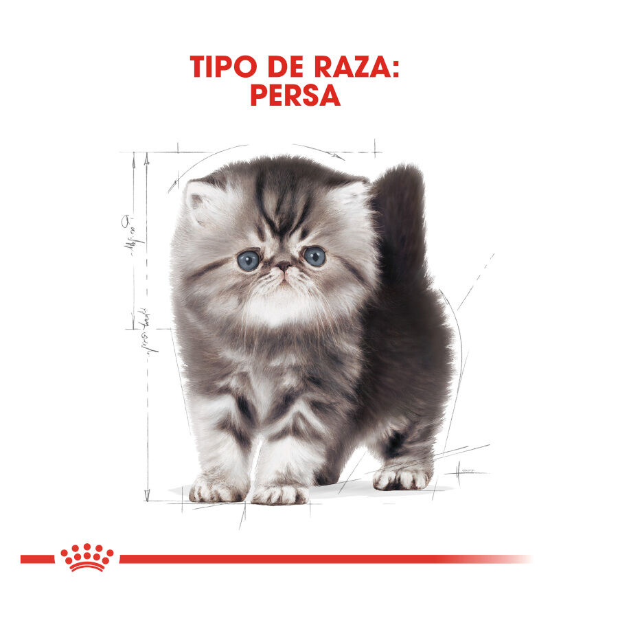 10 kg Royal Canin Kitten Persia pienso para gatos, , large indicador imagen numero 4