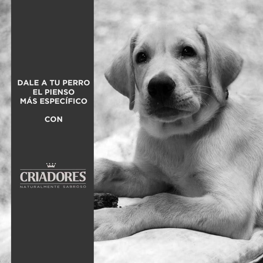 15 kg Criadores Pollo y Arroz pienso para cachorros de razas grandes, , large Imagen numero 5