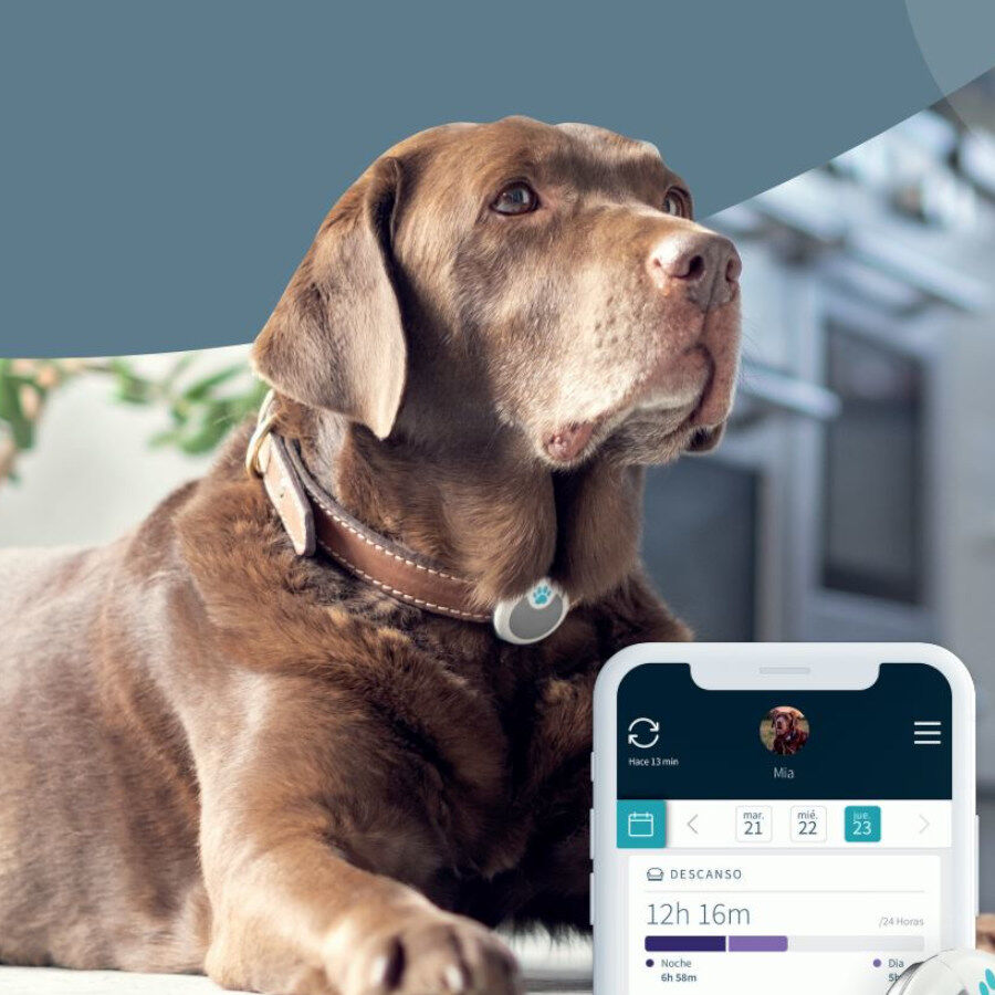 Sure Petcare Animo monitor de Conducta para perros, , large Imagen numero 2