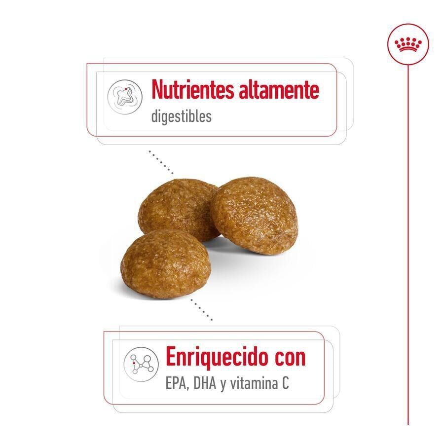 3 kg Royal Canin X-Small Adult pienso para perros, , large indicador imagen numero 3