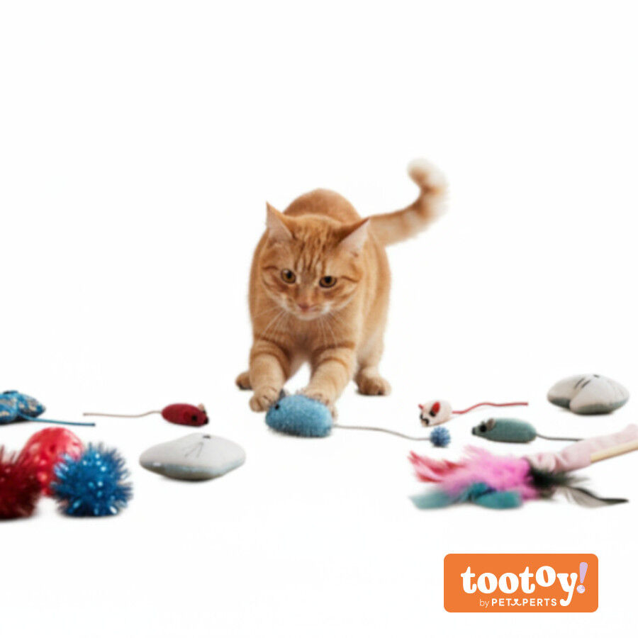 Tootoy! Caja de Juguetes Variados para gatitos