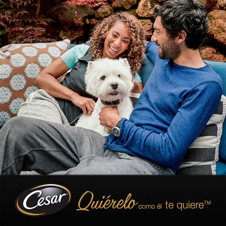 4 sobres x 100 g Cesar Carnes Mixtas Gelatina en Bolsita para Perros Senior , , large Imagen numero 3