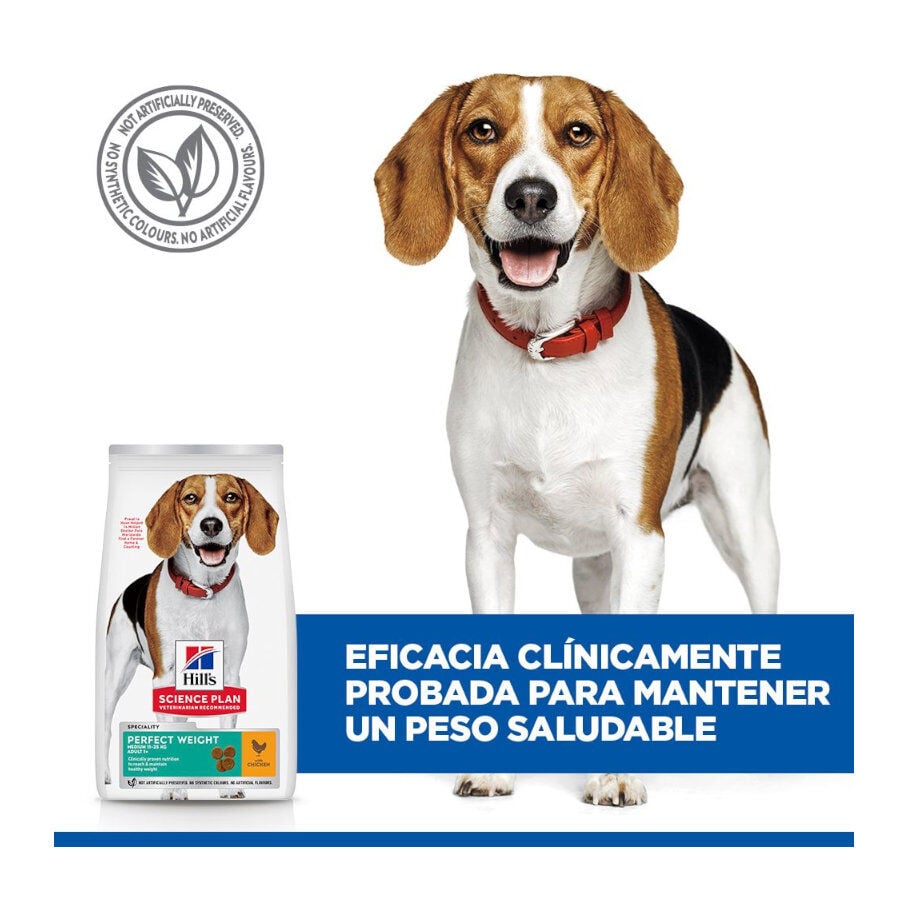 12 kg Hill's Science Plan Perfect Weight Adult Medium Pollo pienso para perros, , large Imagen numero 8