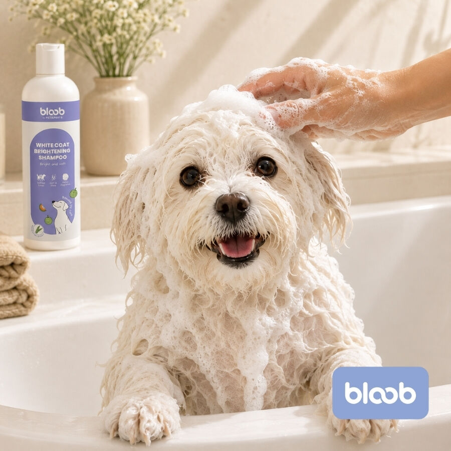 Bloob Champ&uacute; Realzador Mantos Blanco Mel&oacute;n para perros, , large indicador imagen numero 2
