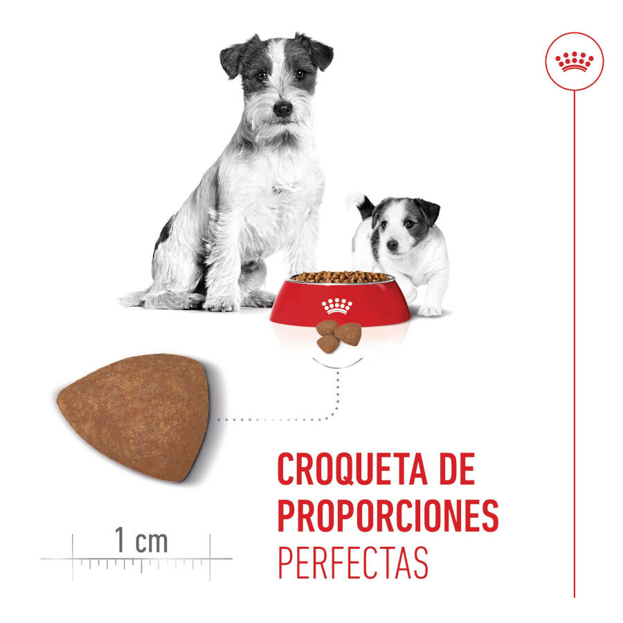 4 kg Royal Canin Starter MotheryBaby Mini pienso para perros, , large Imagen numero 5