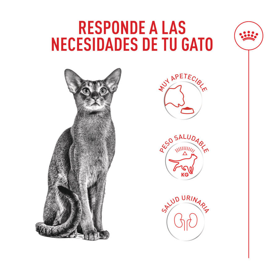 10 kg Royal Canin Fussy Exigent Pienso Ave para gatos, , large Imagen numero 4