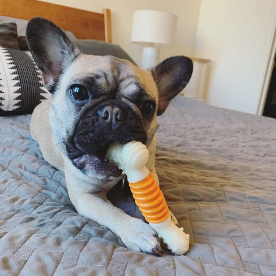 Nylabone Hueso Mordedor Dental Sabor a Bacon para perros, , large indicador imagen numero 2