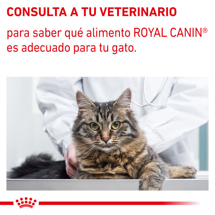 12 sobres x 85 g Royal Canin Mature Consult Balance Pat&eacute; sobre para gatos, , large indicador imagen numero 8
