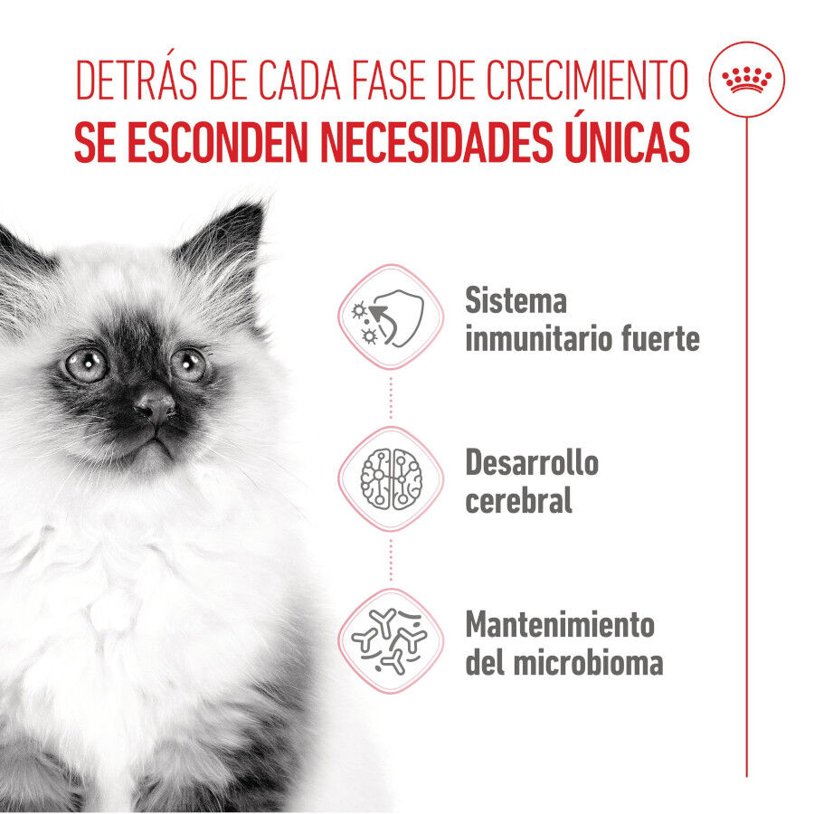 4 kg Royal Canin Kitten pienso para gatos, , large indicador imagen numero 4