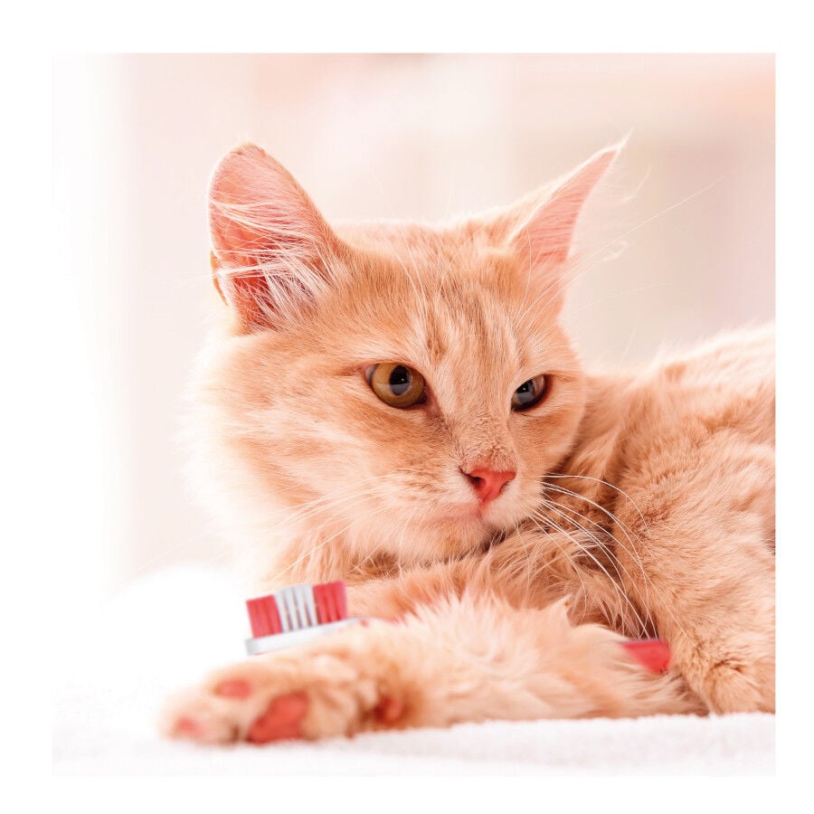 Beaphar Kit Dental para perros, , large indicador imagen numero 6