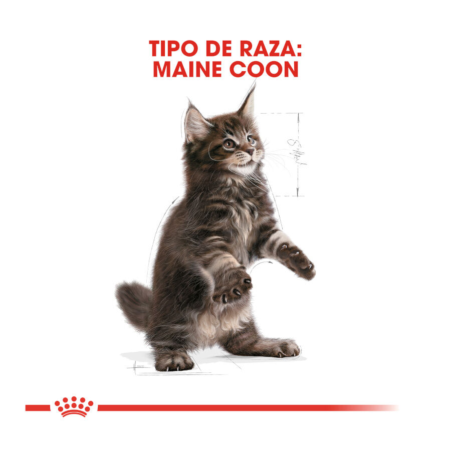 10 kg Royal Canin Kitten Maine Coon pienso para gatos, , large indicador imagen numero 4