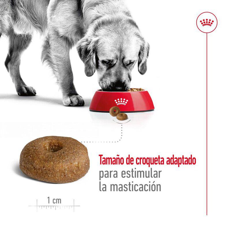 15 kg Royal Canin Maxi Ageing 8+ pienso para perros&nbsp;senior, , large indicador imagen numero 7