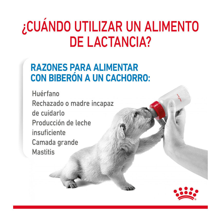 2 kg Royal Canin Leche para cachorros primer a&ntilde;o, , large indicador imagen numero 4