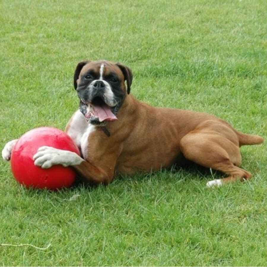 Coachi Boomer Ball pelota gigante para perros, , large indicador imagen numero 3