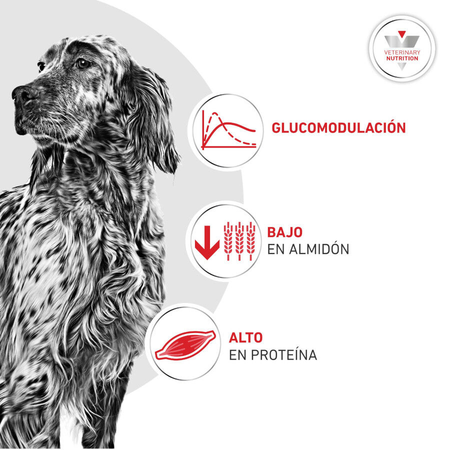 12 kg Royal Canin Veterinary Diabetic pienso para perros, , large Imagen numero 4