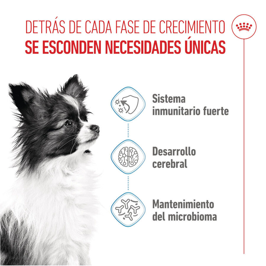 3 kg Royal Canin X-Small Puppy pienso para perros, , large Imagen numero 3