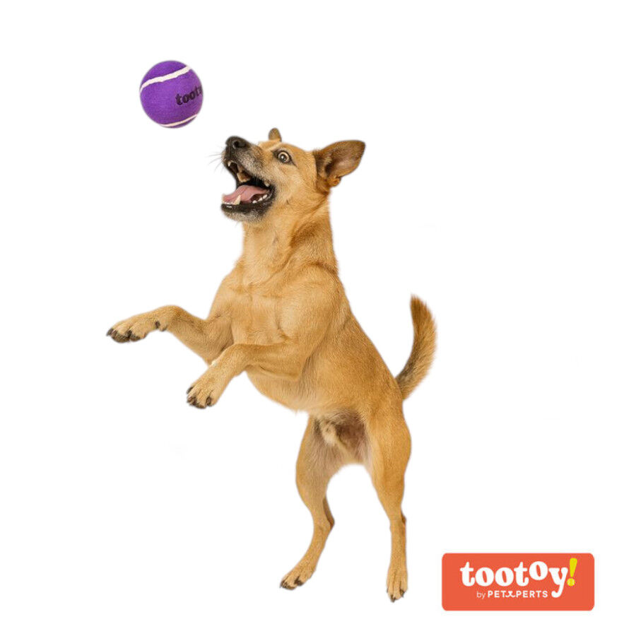 Tootoy! Chase Squeaker Ball Morada pelota de tenis para perros, , large Imagen numero 1