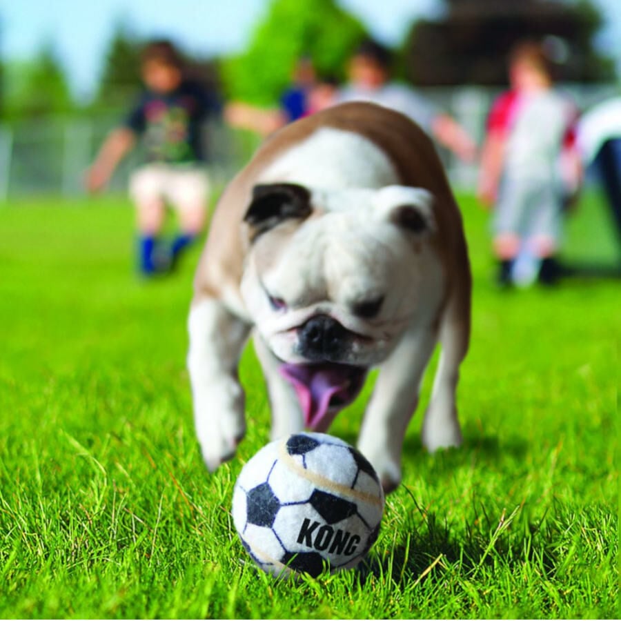 Kong Sport Kit de pelotas para perros, , large indicador imagen numero 2