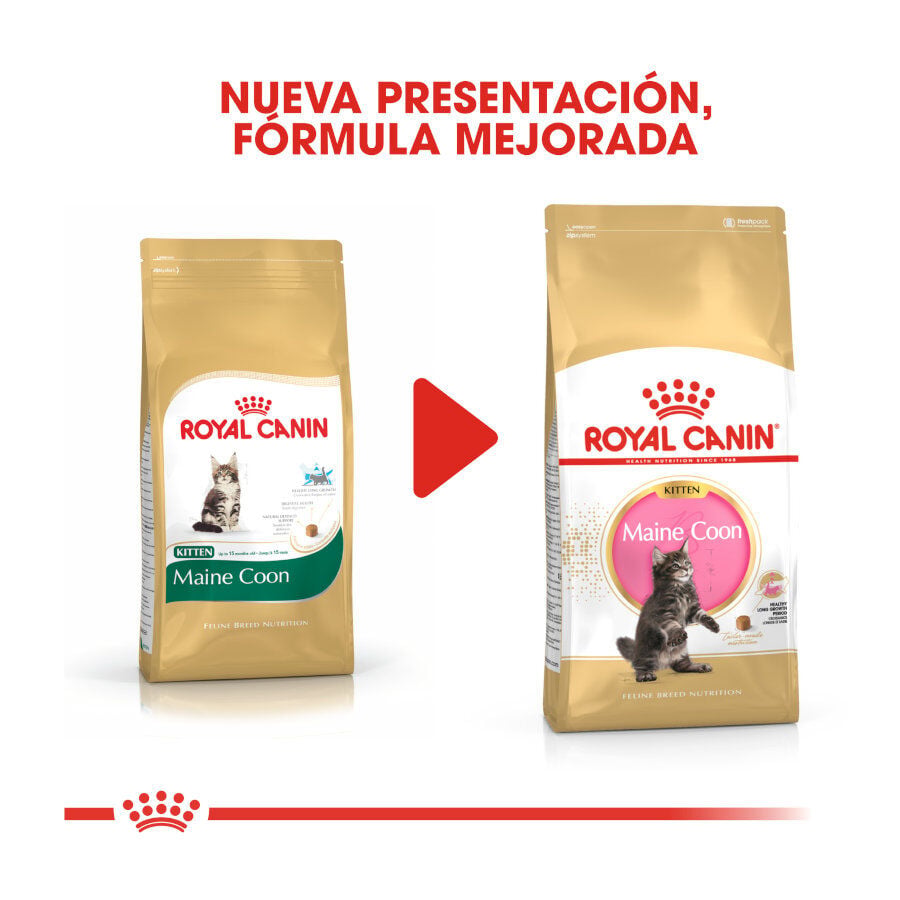 10 kg Royal Canin Kitten Maine Coon pienso para gatos, , large indicador imagen numero 3