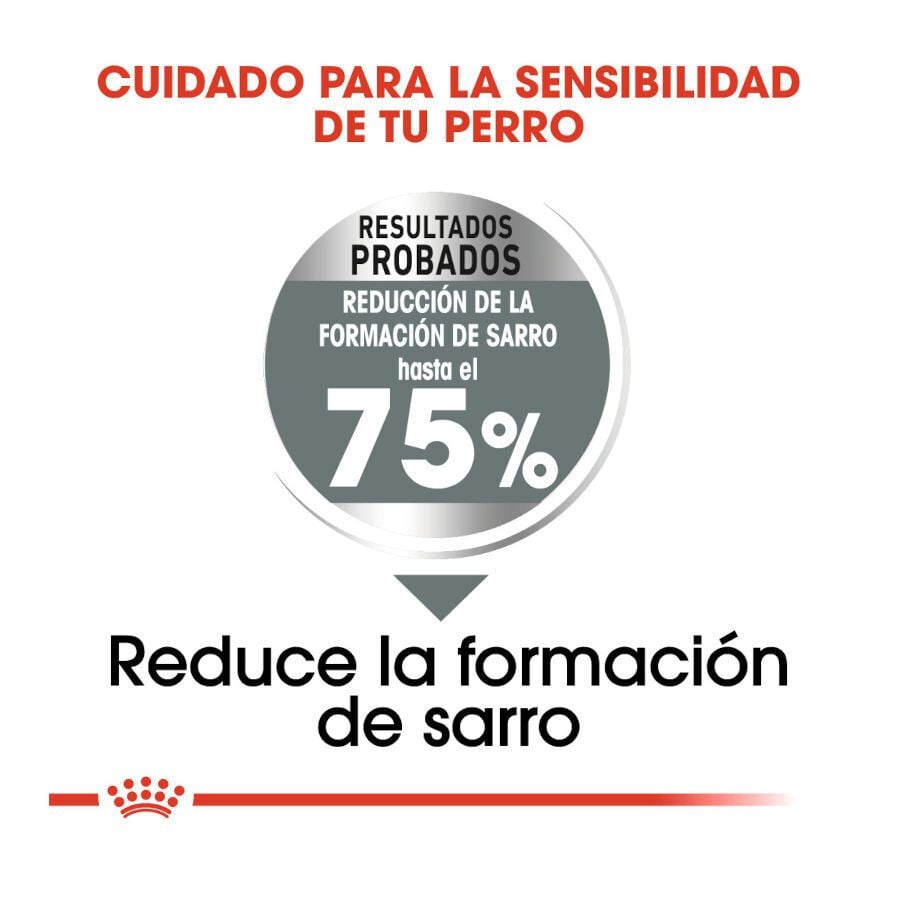 9 kg Royal Canin Dental Care Maxi pienso para perros, , large indicador imagen numero 5