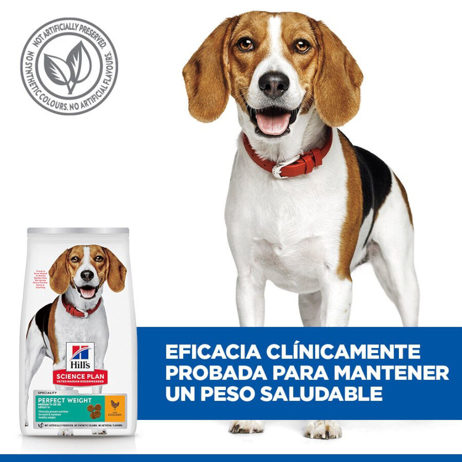 12 kg Hill's Science Plan Perfect Weight Adult Medium Pollo pienso para perros, , large indicador imagen numero 5