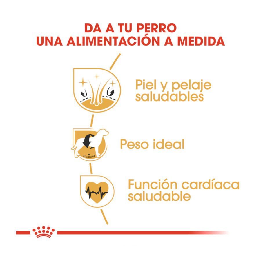 12 kg Royal Canin Adult Cocker pienso para perros, , large Imagen numero 6