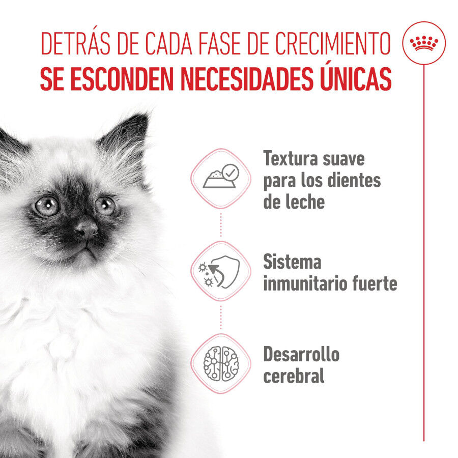 85 g Royal Canin Kitten pat&eacute; sobre para gatos, , large indicador imagen numero 3