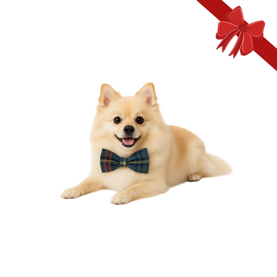 Wonder Christmas Pajarita Navide&ntilde;a Azul para perros
