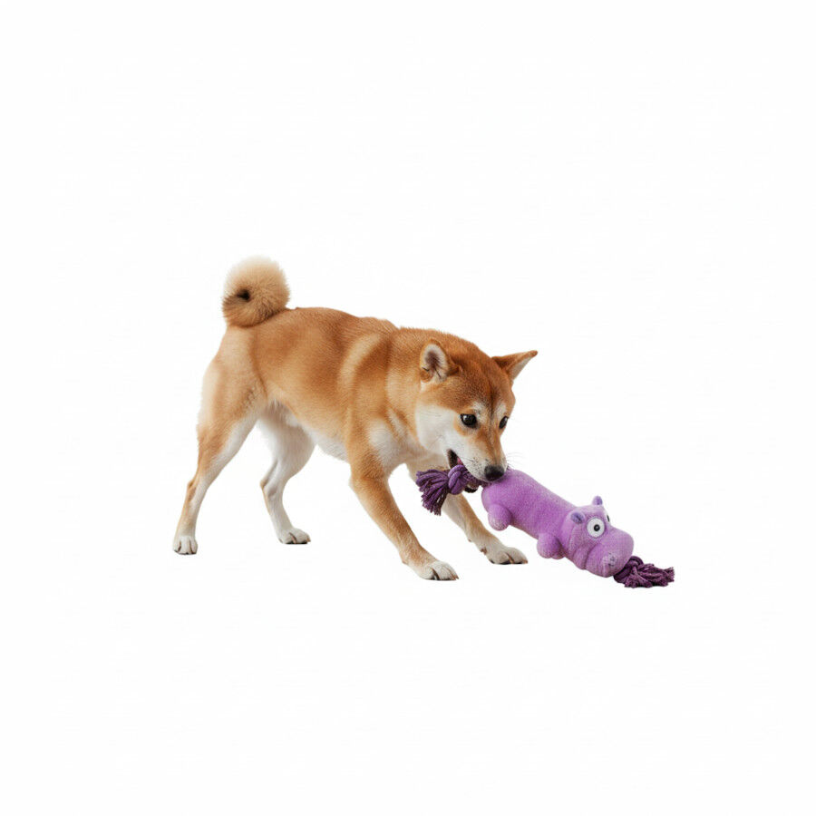 All For Paws Ultrasonic Juguete Hipop&oacute;tamo para perros, , large indicador imagen numero 3