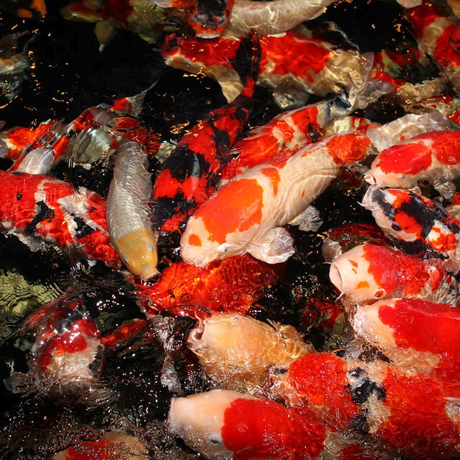 JBL ProPond Flakes alimento para peces, , large Imagen numero 8