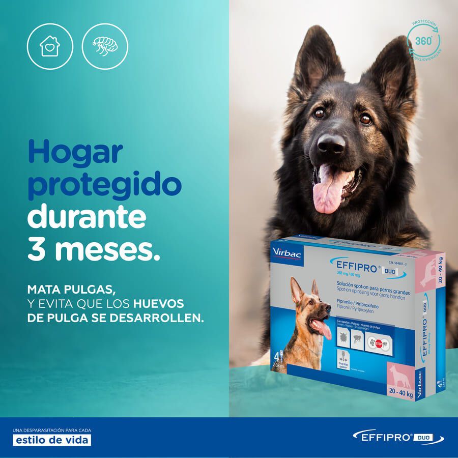 Effipro Duo pipetas antipar&aacute;sitos para perros, , large Imagen numero 6