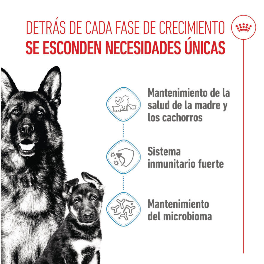 15 kg Royal Canin Starter MotheryBaby Maxi pienso para perros, , large indicador imagen numero 3