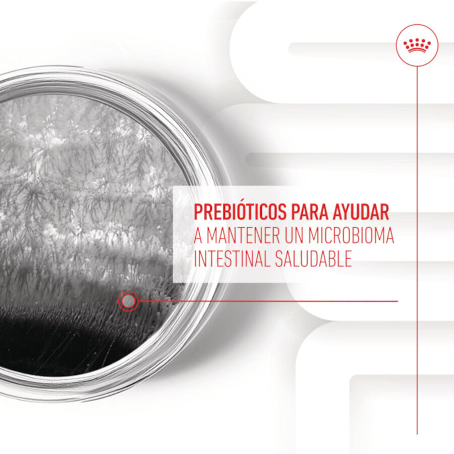 160 g Royal Canin Digestion Chews Suplemento Nutricional para perros con sensibilidad, , large Imagen numero 7