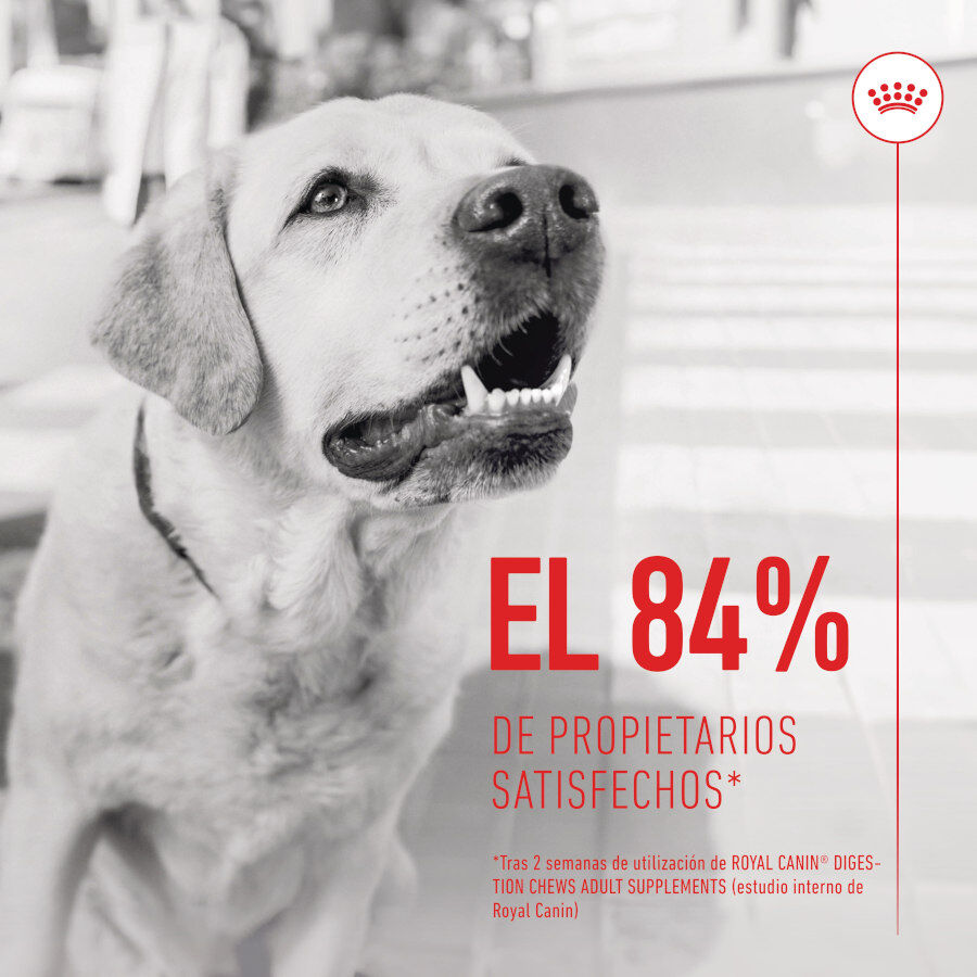 160 g Royal Canin Digestion Chews Suplemento Nutricional para perros con sensibilidad, , large Imagen numero 4