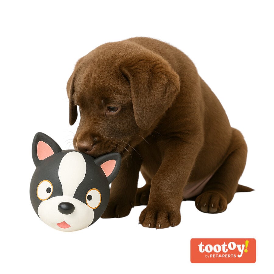 Tootoy! Chew French Bulldog mordedor de l&aacute;tex con sonido para perros, , large indicador imagen numero 2