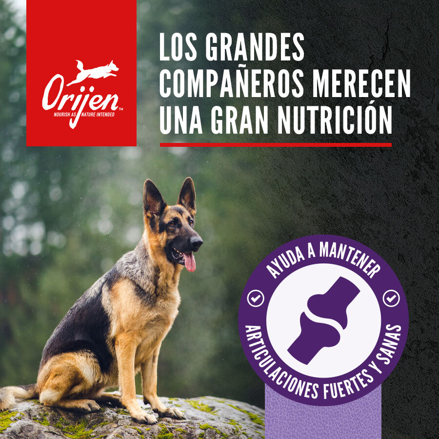 Orijen Large Breed Adult Pienso para perros, , large indicador imagen numero 2