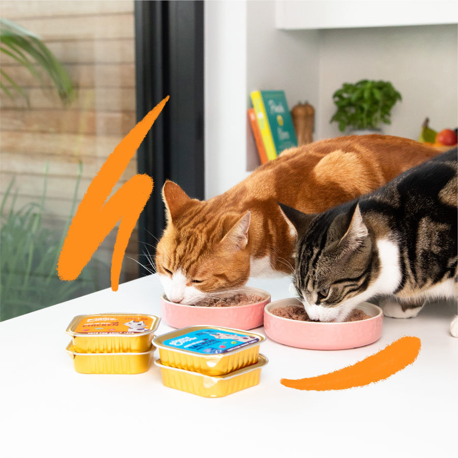 85 g Edgard & Cooper Adult Salm&oacute;n y Pollo en Pat&eacute; tarrina para gatos, , large Imagen numero 2