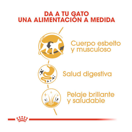 10 kg Royal Canin Adult Siamese pienso para gatos, , large Imagen numero 6