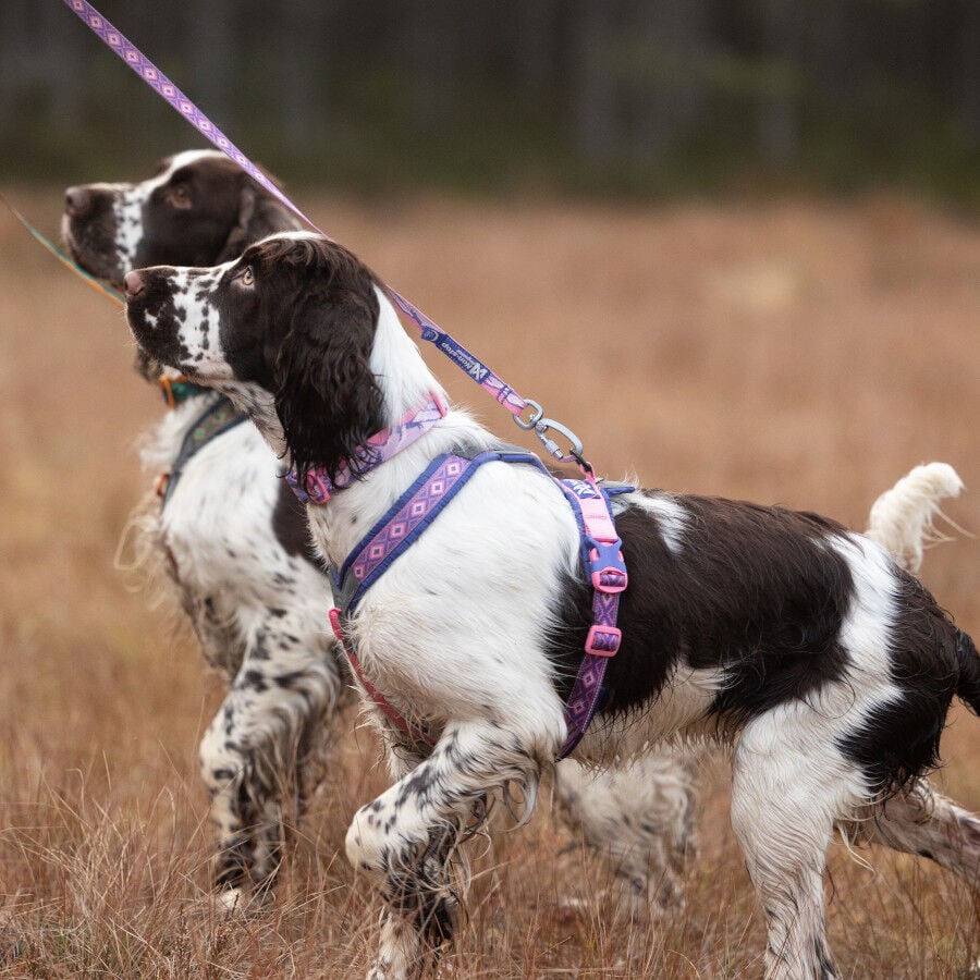 Non-stop Dogwear Arn&eacute;s Morado y Rosa para perros, , large indicador imagen numero 2