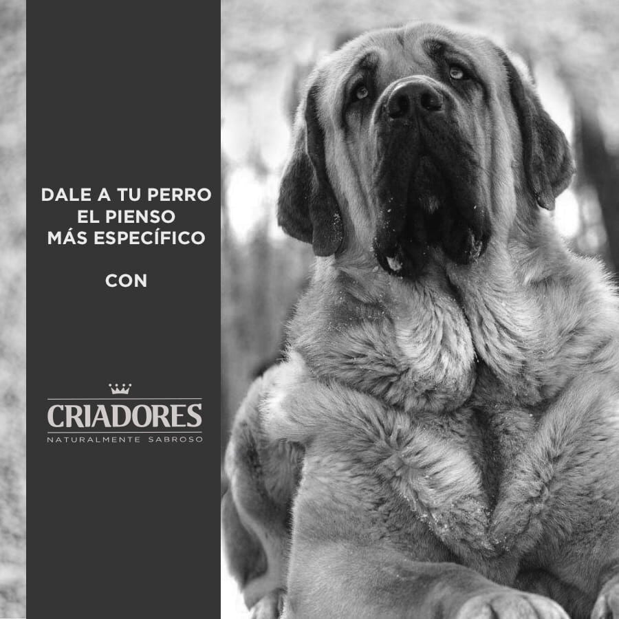 15 kg Criadores Adulto Light pienso para perros de raza grande y mediana, , large Imagen numero 5